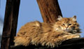 <center>Au repos avant d'affronter le froid de l'hiver. Ce chat vit<br>
            dans le village de Valnontey (vallée de Cogne - Italie). chat 